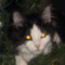 Find Kristal Danica Ray Phone Number, Location, Email, and more on Intelius