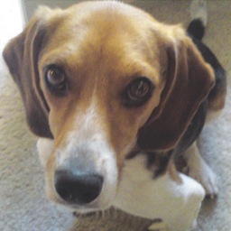 Find Lisa Marie Amodeo Phone Number, Location, Email, and more on Intelius