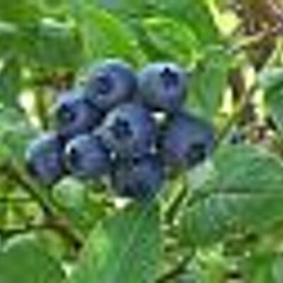 Find Lisa R Roux Phone Number, Location, Email, and more on Intelius