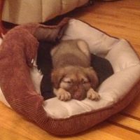 Find Lisa Sibirtzeff Phone Number, Location, Email, and more on Intelius