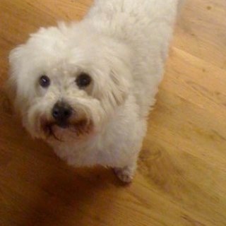 Find Lynette Marie Brevik Phone Number, Location, Email, and more on Intelius