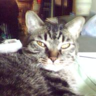 Find Lynne R Housewright Phone Number, Location, Email, and more on Intelius