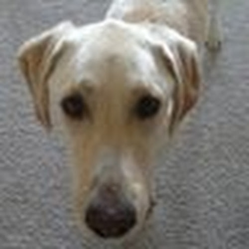 Find Manda Dawn Oien Phone Number, Location, Email, and more on Intelius