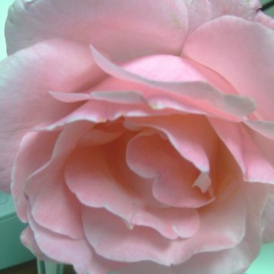 Find Marina Dora Sanchez Phone Number, Location, Email, and more on Intelius