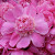 Find Maya Annice Lee Phone Number, Location, Email, and more on Intelius