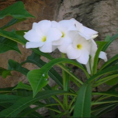 Find Melanie Lynnette Moore Phone Number, Location, Email, and more on Intelius