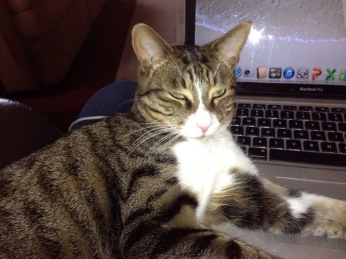 Find Melissa Bowling Hailey Phone Number, Location, Email, and more on Intelius