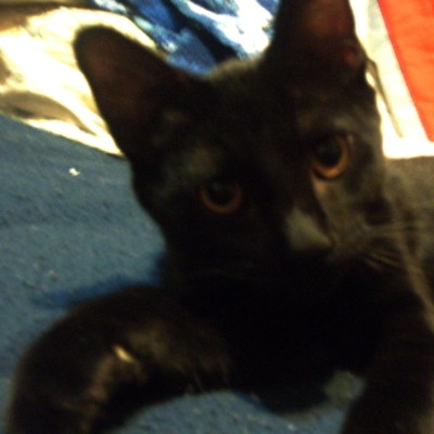 Find Melissa A Robison Phone Number, Location, Email, and more on Intelius
