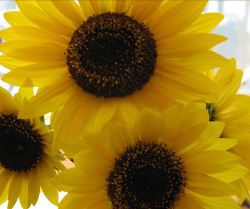 Find Michaelle Rene Tolley Phone Number, Location, Email, and more on Intelius