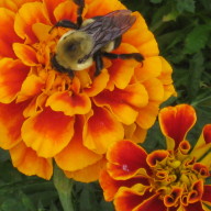 Find Michele Leslie Holzman Phone Number, Location, Email, and more on Intelius