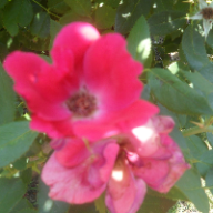 Find Miranda Lea Lynch Phone Number, Location, Email, and more on Intelius