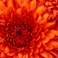Find Monique Octavia Schwehm Phone Number, Location, Email, and more on Intelius
