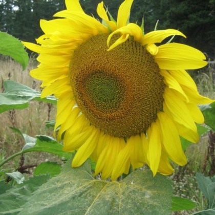 Find Nancy E Devaux Phone Number, Location, Email, and more on Intelius