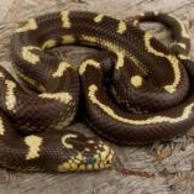 Find Nathan L Smith Phone Number, Location, Email, and more on Intelius