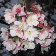 Find Ngoc Kim LE Phone Number, Location, Email, and more on Intelius