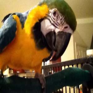 Find Phyllis Amber Drury Phone Number, Location, Email, and more on Intelius