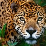 Find Ricardo A Sanchez Phone Number, Location, Email, and more on Intelius
