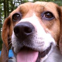 Find Robert Michael Violet Phone Number, Location, Email, and more on Intelius
