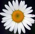 Find Rosa J Chambers Phone Number, Location, Email, and more on Intelius