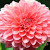 Find Samantha Cervantes Phone Number, Location, Email, and more on Intelius