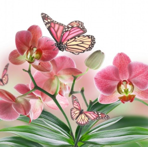 Find Santos Ricardo Sanchez Phone Number, Location, Email, and more on Intelius