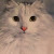 Find Sara Christine Harmon Phone Number, Location, Email, and more on Intelius
