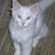 Find Shannon Denise Blake Phone Number, Location, Email, and more on Intelius