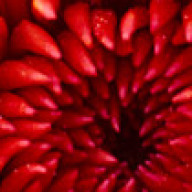 Find Sharee Snyder Phone Number, Location, Email, and more on Intelius