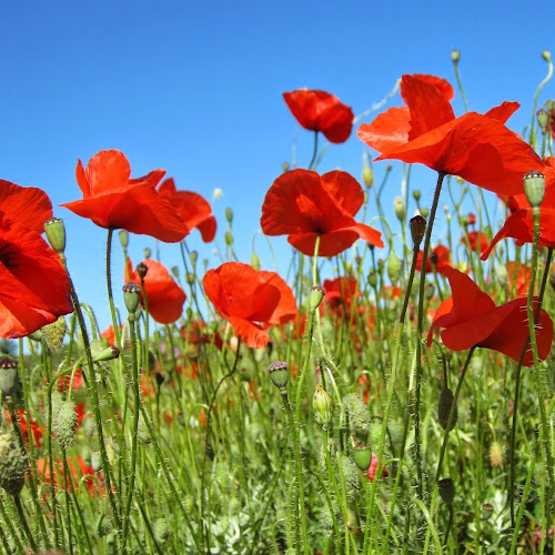 Find Sharon Diane Dalton Phone Number, Location, Email, and more on Intelius