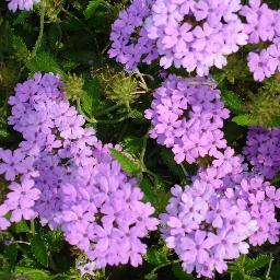 Find Sharon Gayle Devary Phone Number, Location, Email, and more on Intelius