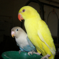 Find Sherri Jeanette Eckhoff Phone Number, Location, Email, and more on Intelius