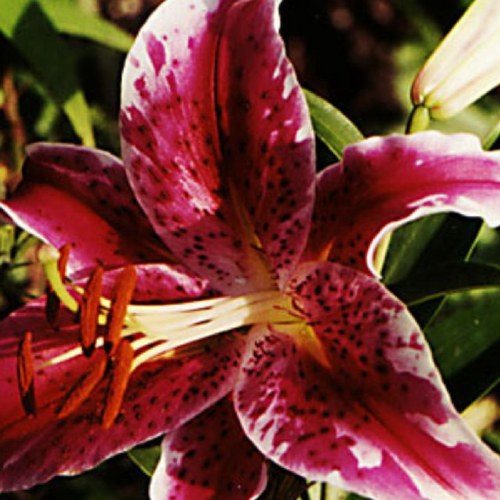 Find Soledad E Becerra Phone Number, Location, Email, and more on Intelius