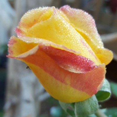 Find Stacey Lynn Mckain Phone Number, Location, Email, and more on Intelius