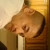 Find Steve C Mudong Phone Number, Location, Email, and more on Intelius