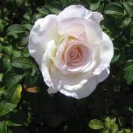 Find Susan Anne Scheyder Phone Number, Location, Email, and more on Intelius