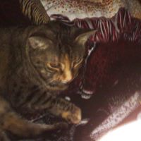 Find Suzanne C Rossman Phone Number, Location, Email, and more on Intelius