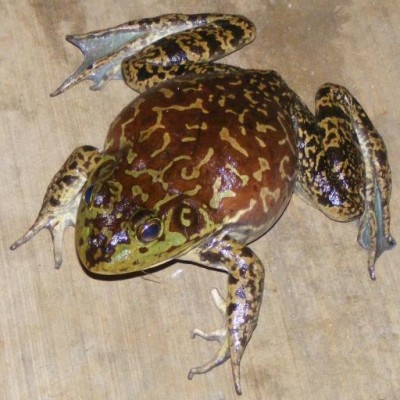 Find Sylvia J Fontenot Phone Number, Location, Email, and more on Intelius