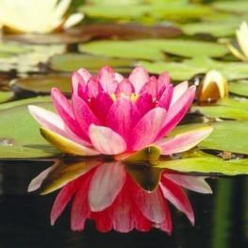 Find Sylvia E Rivera Phone Number, Location, Email, and more on Intelius