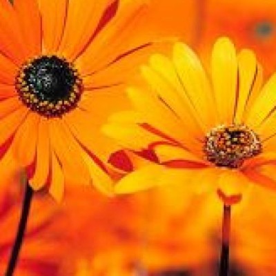 Find Tamara i Bowen Phone Number, Location, Email, and more on Intelius