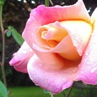Find Tamara K Morehead Phone Number, Location, Email, and more on Intelius
