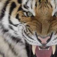 Find Thomas Klink Phone Number, Location, Email, and more on Intelius