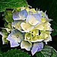 Find Thuy LY Phone Number, Location, Email, and more on Intelius