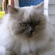 Find Tina Darlene Ferry Phone Number, Location, Email, and more on Intelius