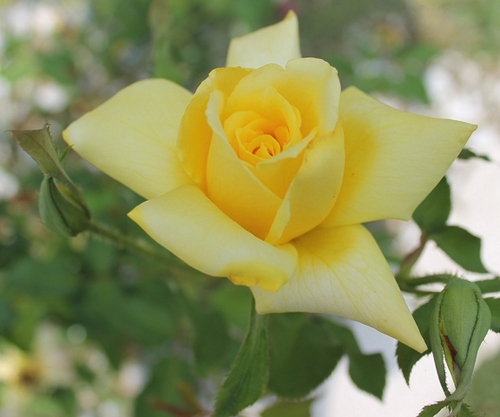 Find Tracy Joann Howell Phone Number, Location, Email, and more on Intelius