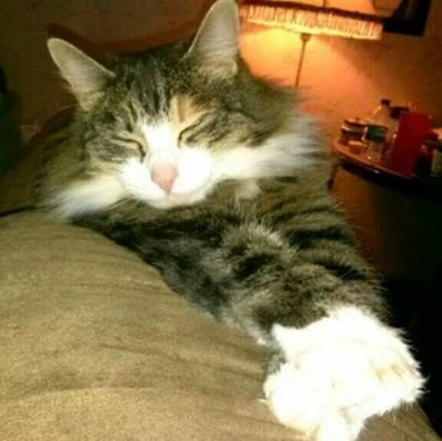 Find Vanessa Anne Jobe Phone Number, Location, Email, and more on Intelius